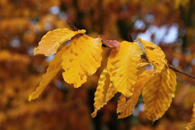 Fagus sylvatica 'Taurica' - buk obecný, lesní - list podzim